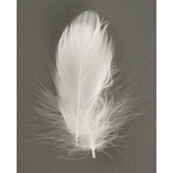 Decorative feather 5-10 cm. tab.-LS 5 g