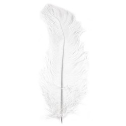 Ostrich feather