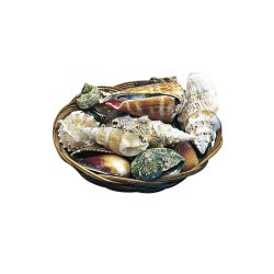 coquillages dans panier