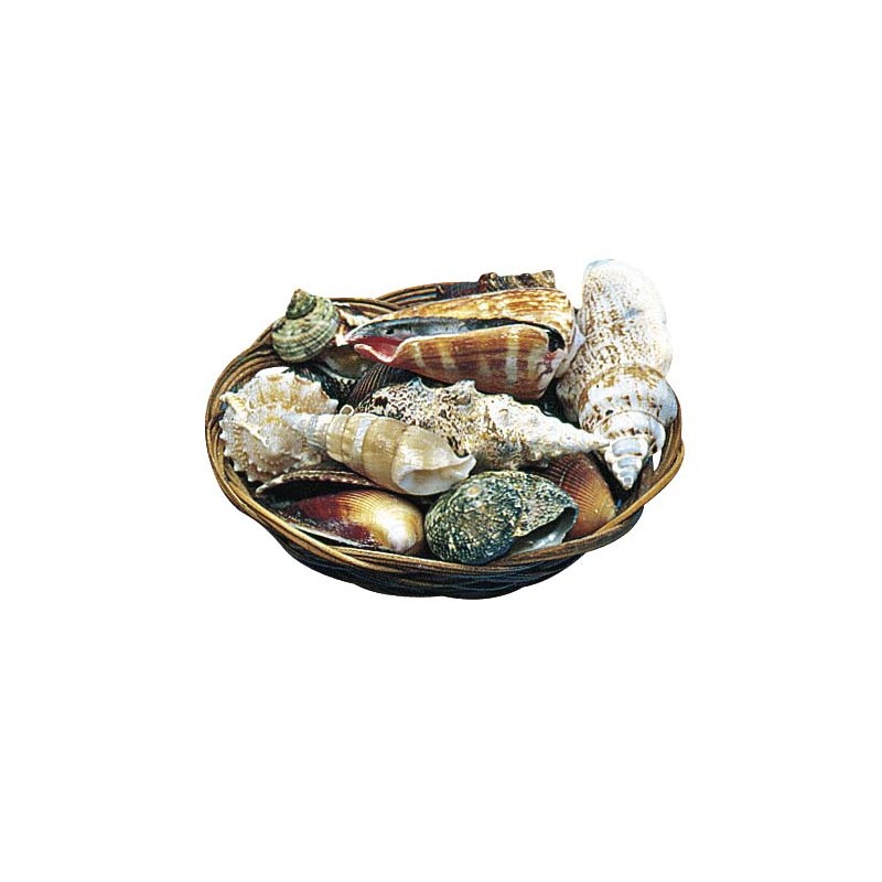coquillages dans panier coquillages dans panier
