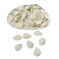 Coquillages blancs dans coquille nacrée