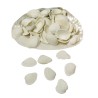 Coquillages blancs dans coquille nacrée
